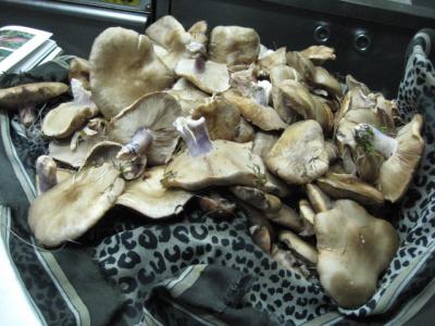 JORNADAS GASTRONOMICAS