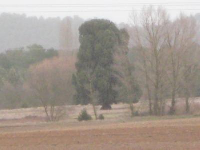 PASEOS POR EL SABINAR