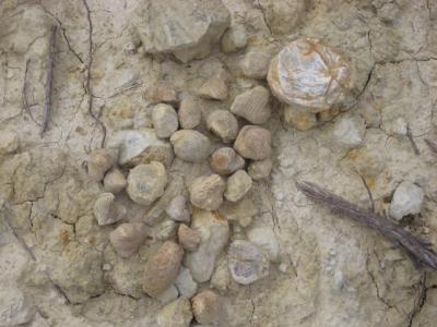 CENTRAL DE RESERVAS. RUTAS FOSILERAS